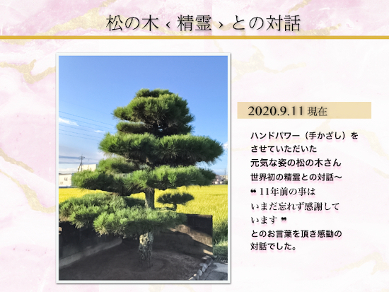 元気になった松の木の画像