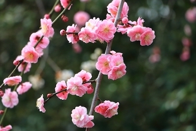 梅の花の画像