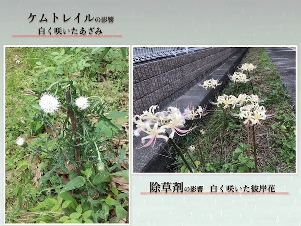 ケムトレイルの影響　 白く咲いた花の画像