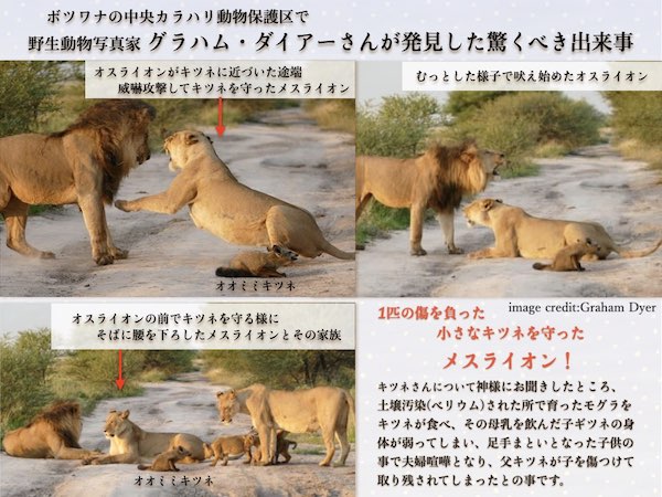 ライオンがキツネを守る ボツワナ1の画像