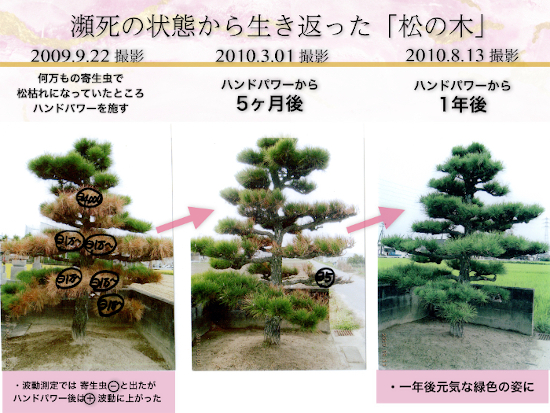 松の木の画像
