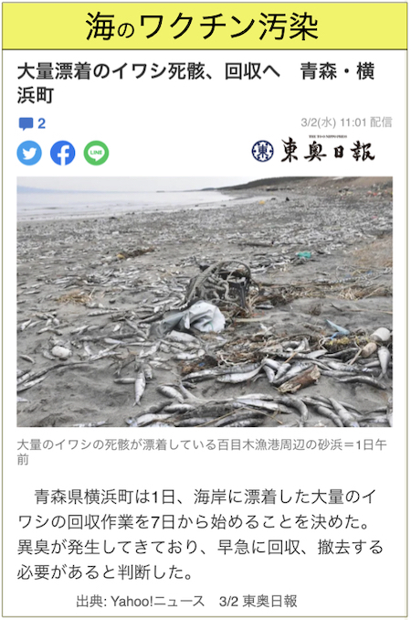 海のワクチン汚染 イワシの大量死/青森の画像