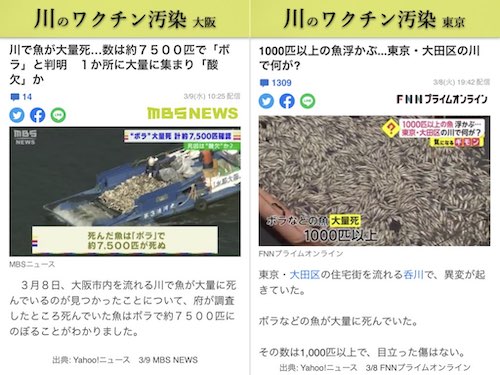 川のワクチン汚染 大阪 東京でボラ 川魚大量死の画像