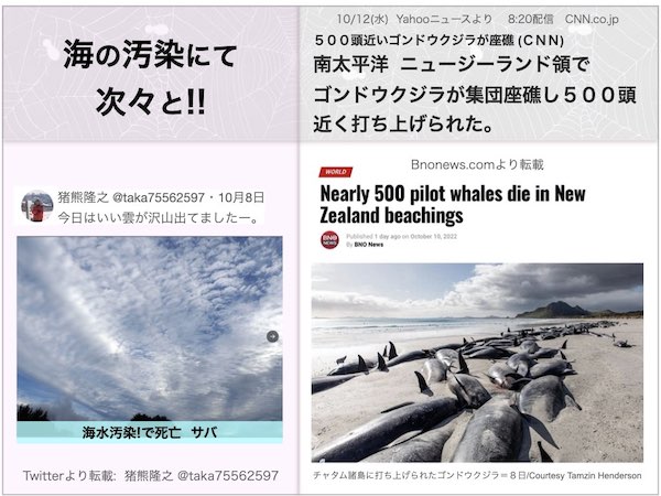 ニュージーランド領で ５００頭ゴンドウクジラが集団座礁ニュースの画像